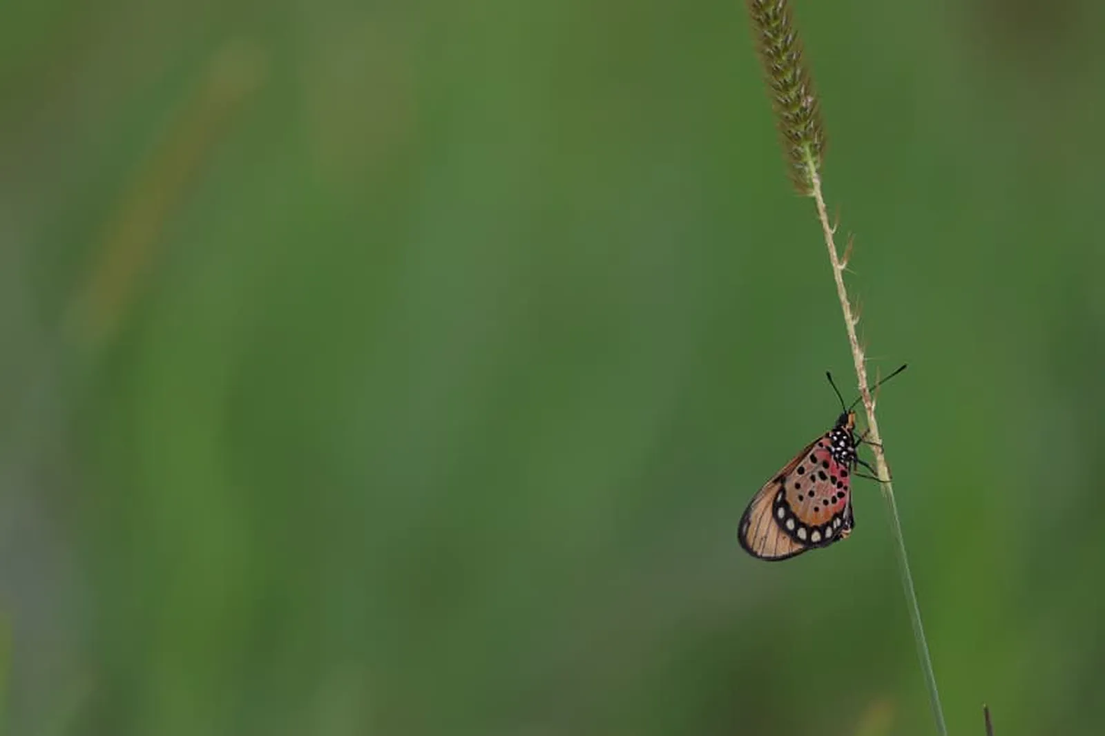 Wildlife at Mutinondo